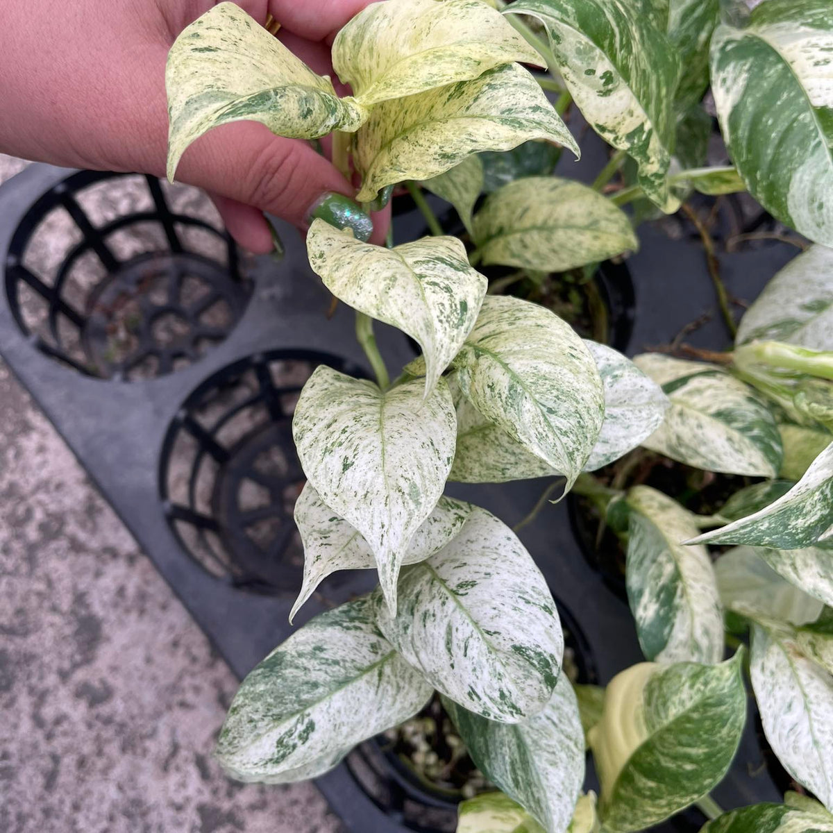 Rhaphidophora Puberula