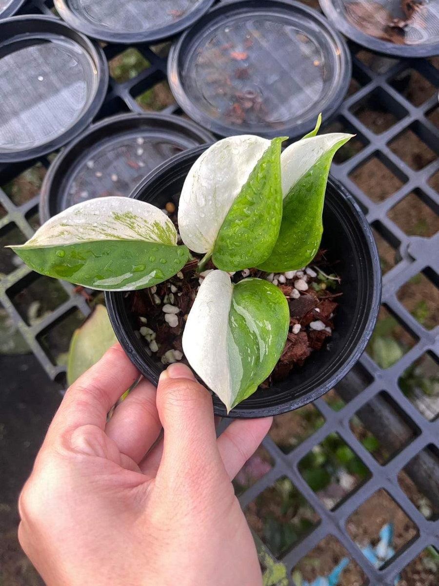 Scindapsus Treubii Moonlight Albo variegated