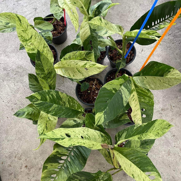 Rhaphidophora Foraminifera Albo variegated