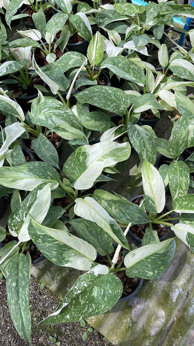 Philodendron Jose Bueno Variegated