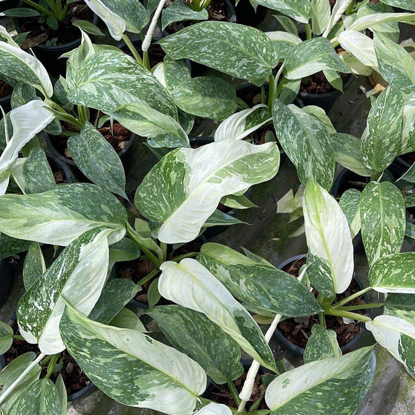 Philodendron Jose Bueno Variegated