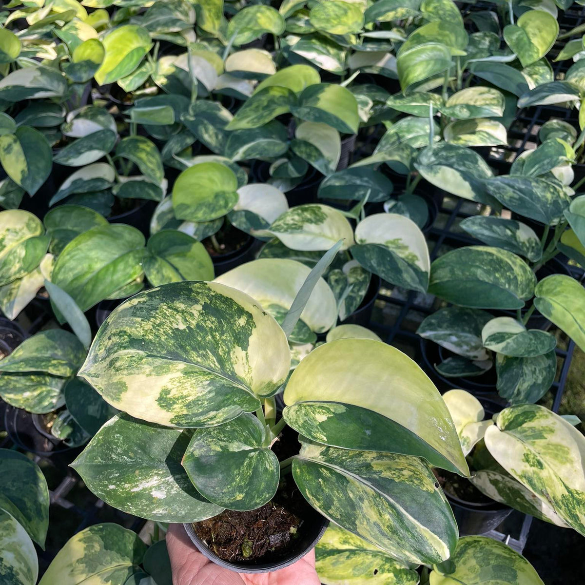 Scindapsus Jade Satin