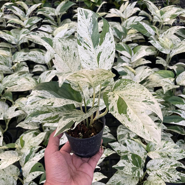 Epipremnum - Marble - Variegated - Wholesale