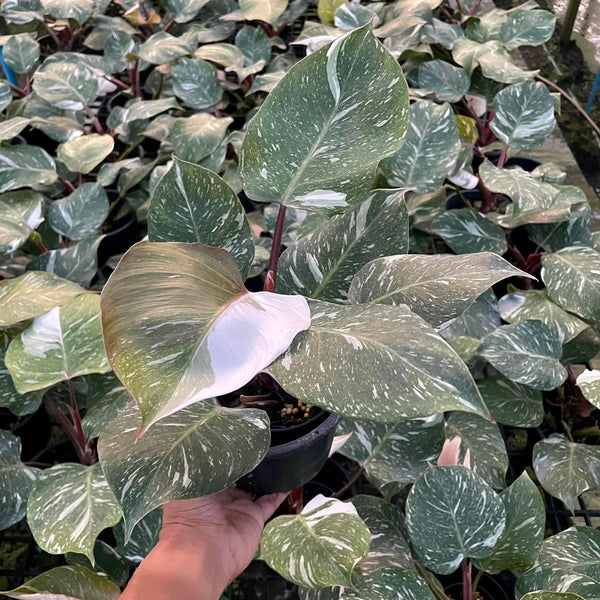 Philodendron White Knight Marble