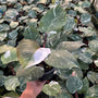 Philodendron White Knight Marble