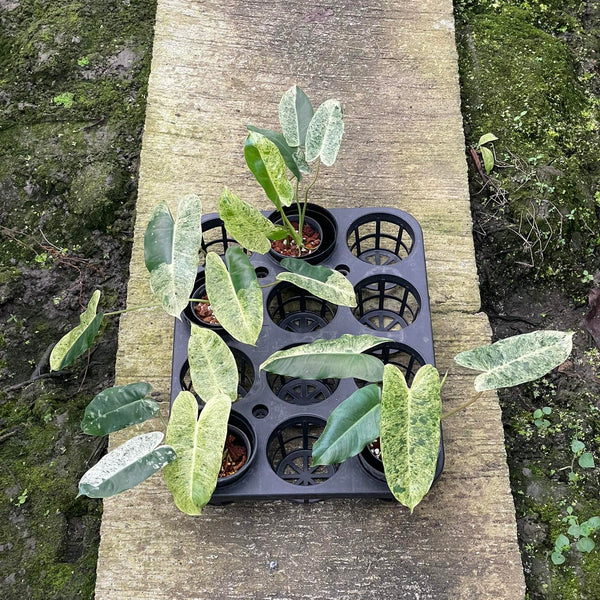 Philodendron Burle Marx (Mint) Variegated