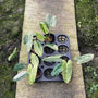 Philodendron Burle Marx (Mint) Variegated