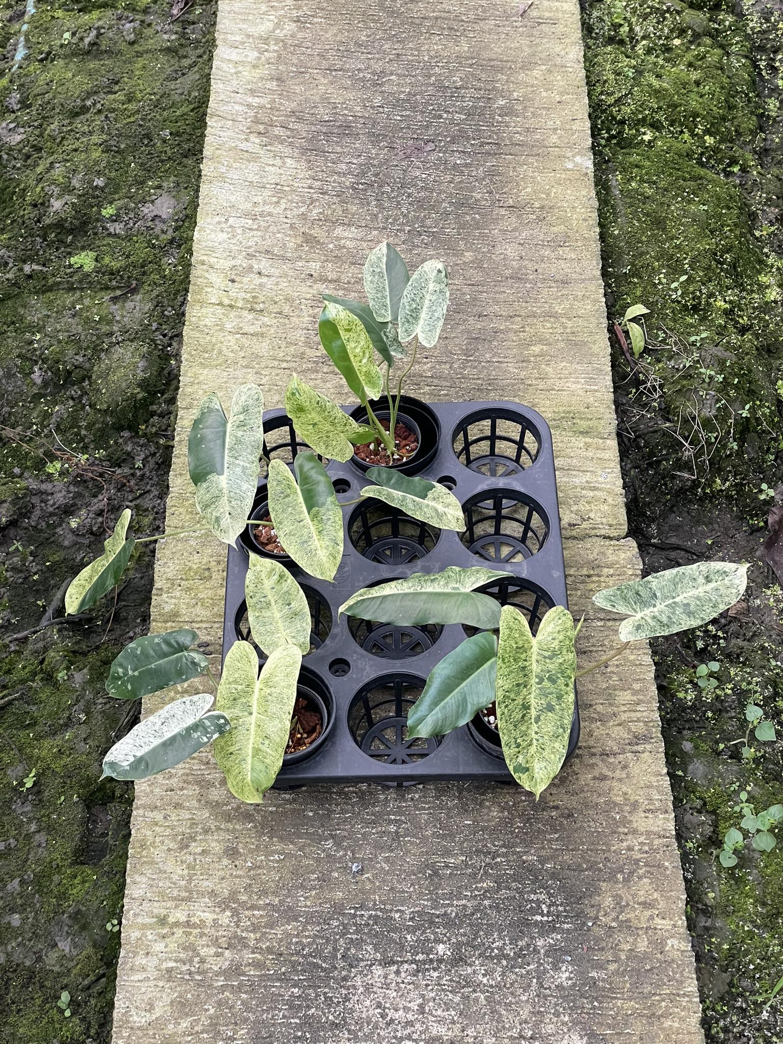 philodendron burle marx mint Philodendron Burle Marx (Mint) Variegated