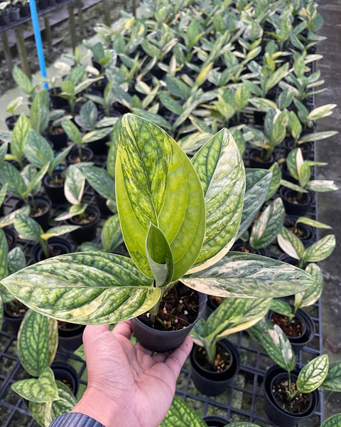 Monstera - Ssp. Peru - Variegated - Wholesale