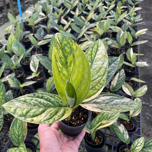 Monstera - Ssp. Peru - Variegated - Wholesale