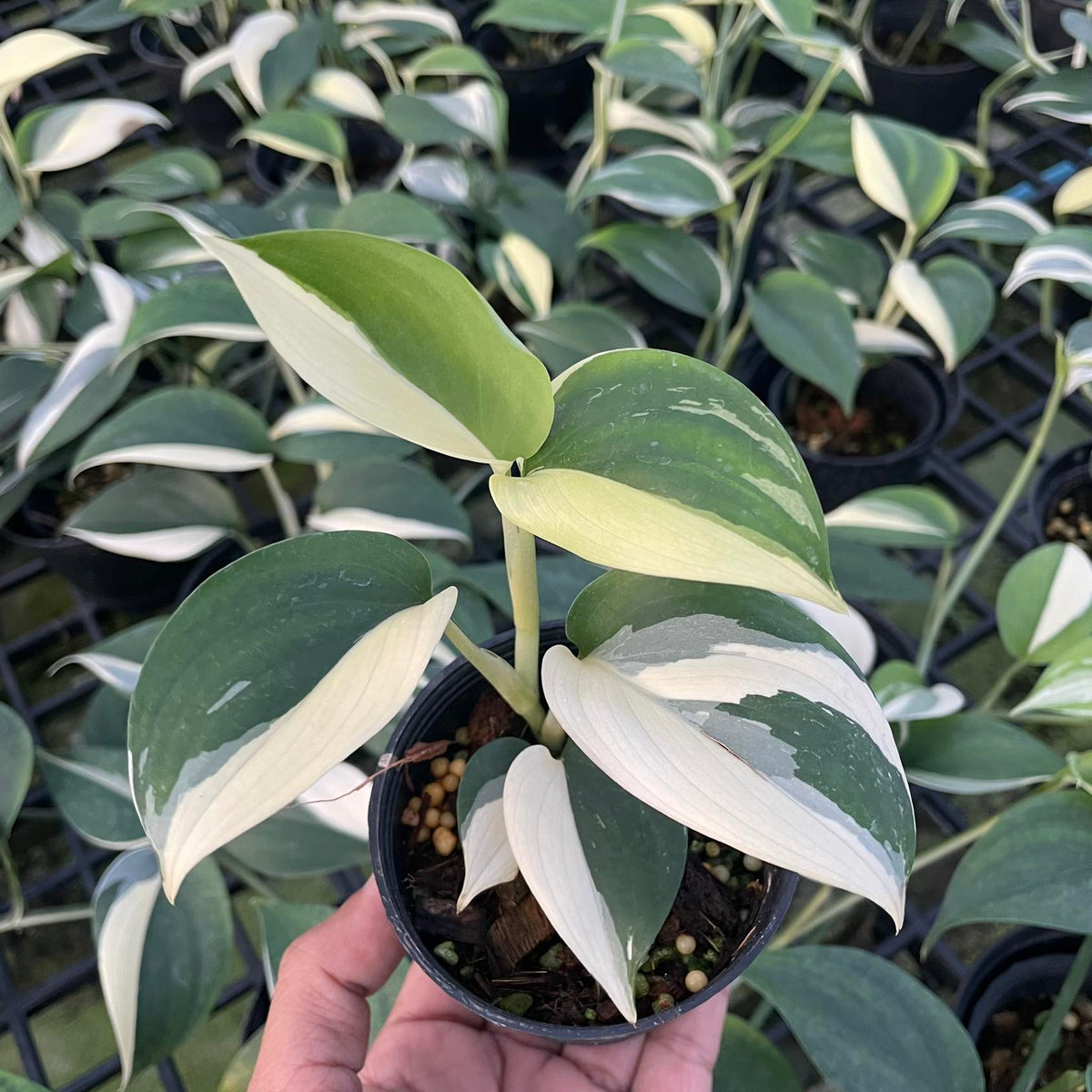 Scindapsus Blue Albo