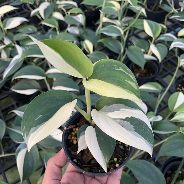 Scindapsus Blue Albo