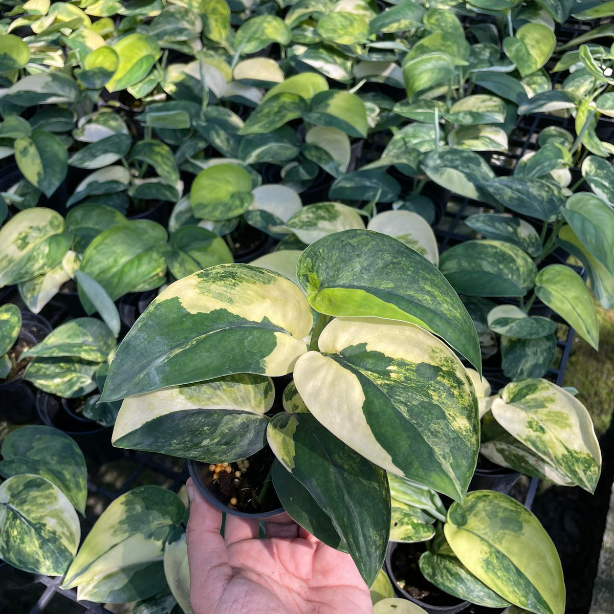 Scindapsus Jade Satin