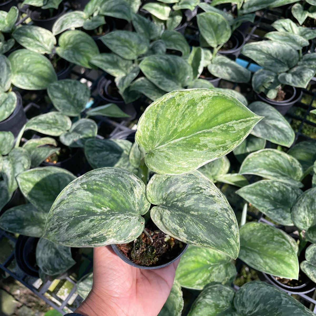 Scindapsus Exotica (Mint) Variegated