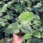 Scindapsus Exotica (Mint) Variegated