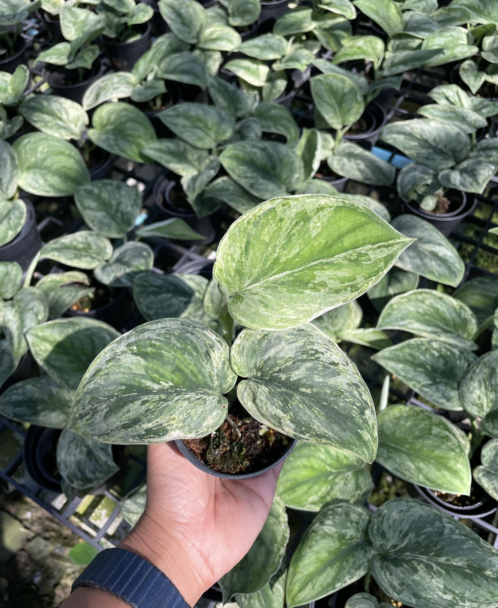 mint pothos Scindapsus Exotica (Mint) Variegated – Toltec Plants