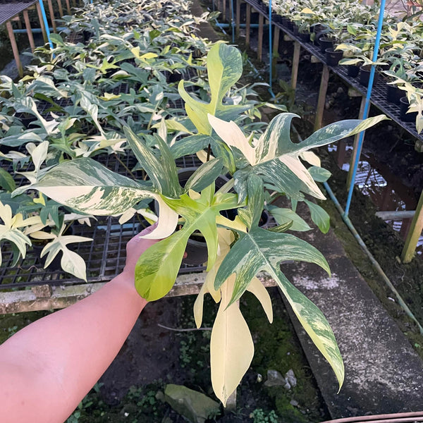 Philodendron - Florida Beauty - Variegated - Wholesale