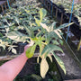 Philodendron - Florida Beauty - Variegated - Wholesale