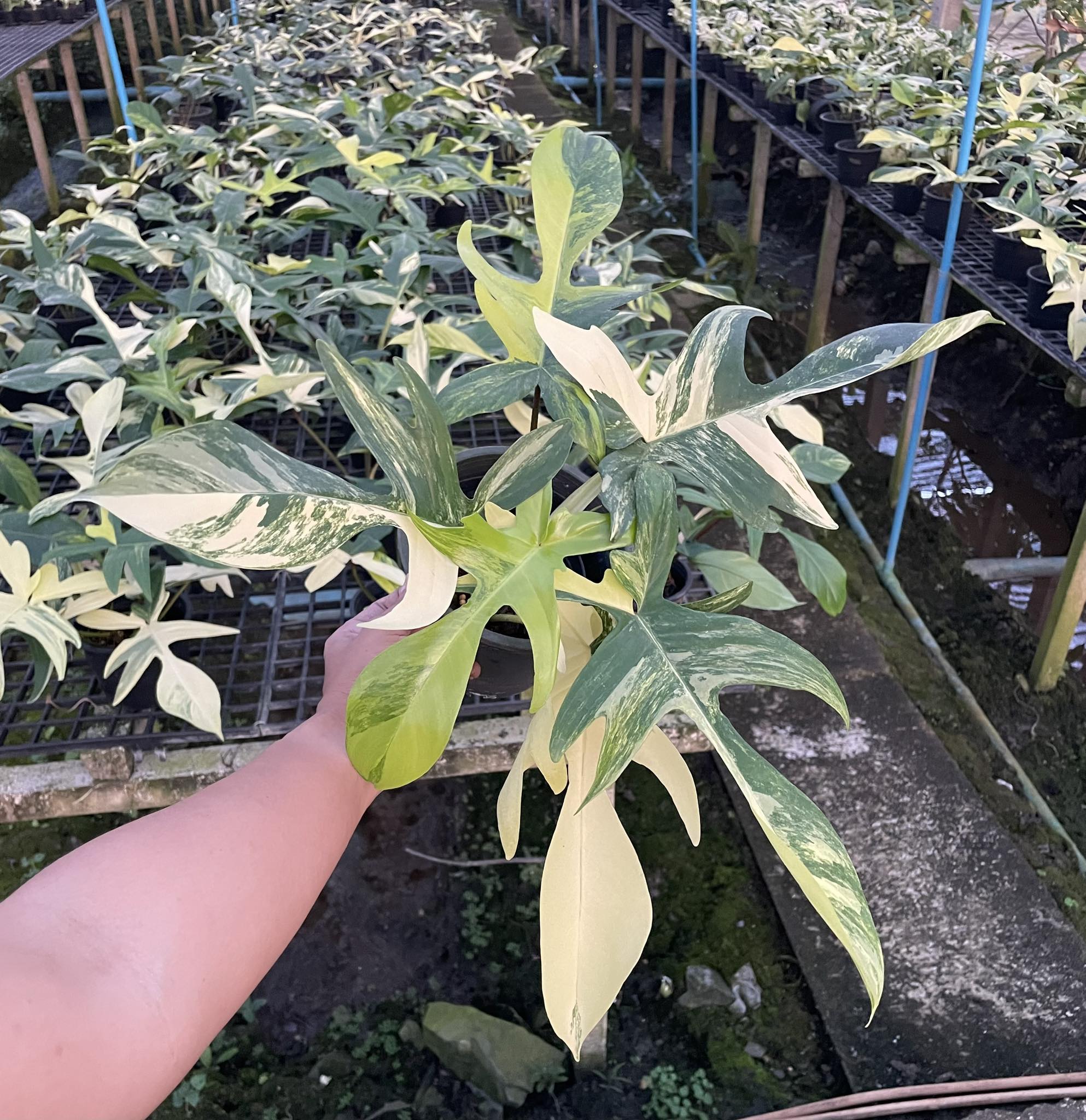 philodendron florida beauty for sale Philodendron - Florida Beauty - Variegated
