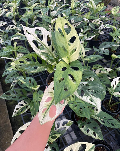 Monstera Adansonii - Albo - Variegated - Wholesale