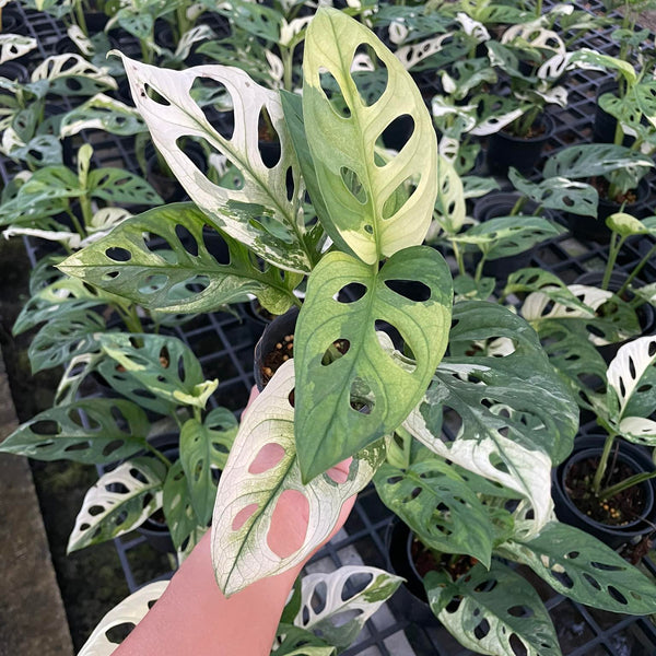 Monstera Adansonii - Albo - Variegated - Wholesale