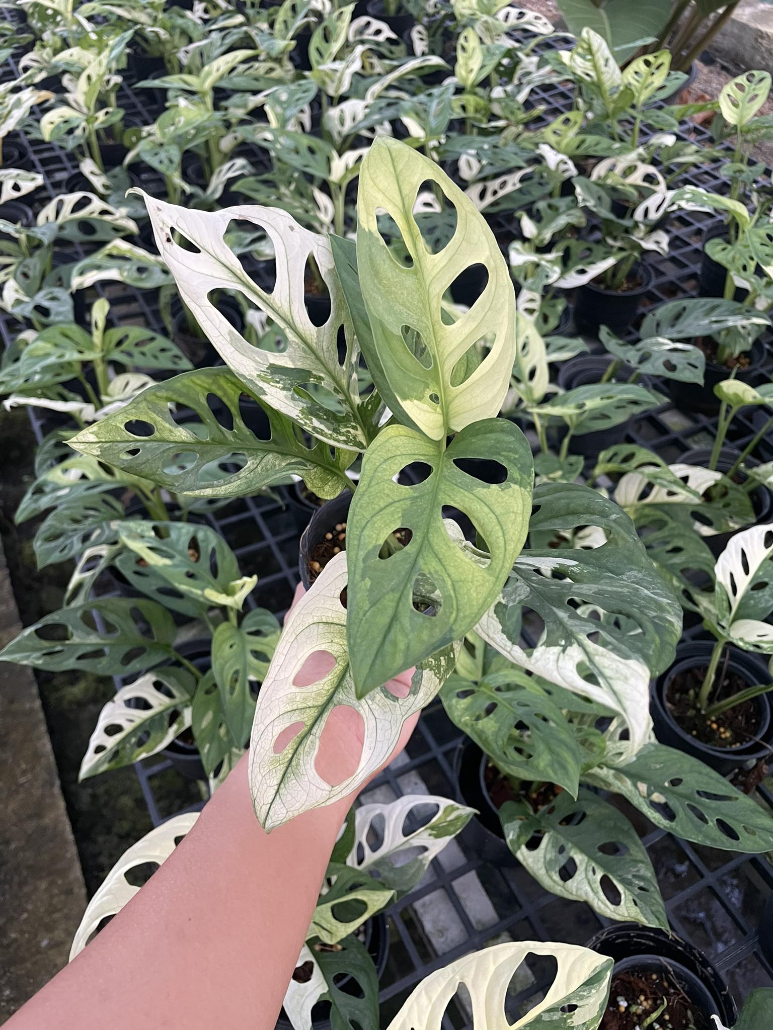 monstera adansonii albo price Monstera Adansonii - Albo - Variegated