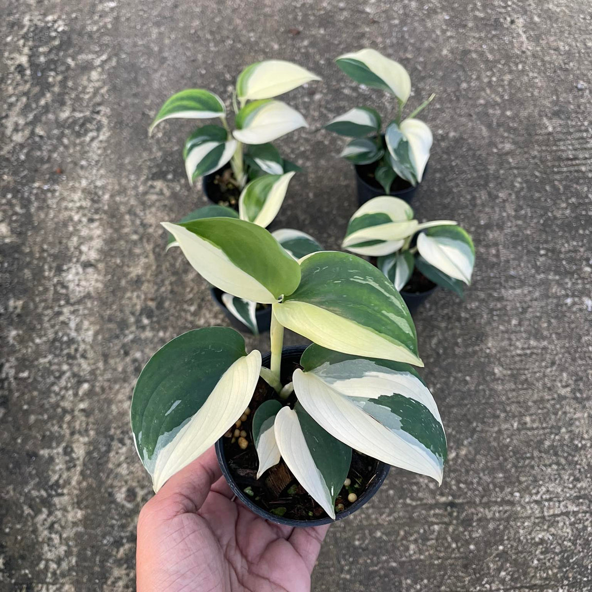 Scindapsus Blue Albo