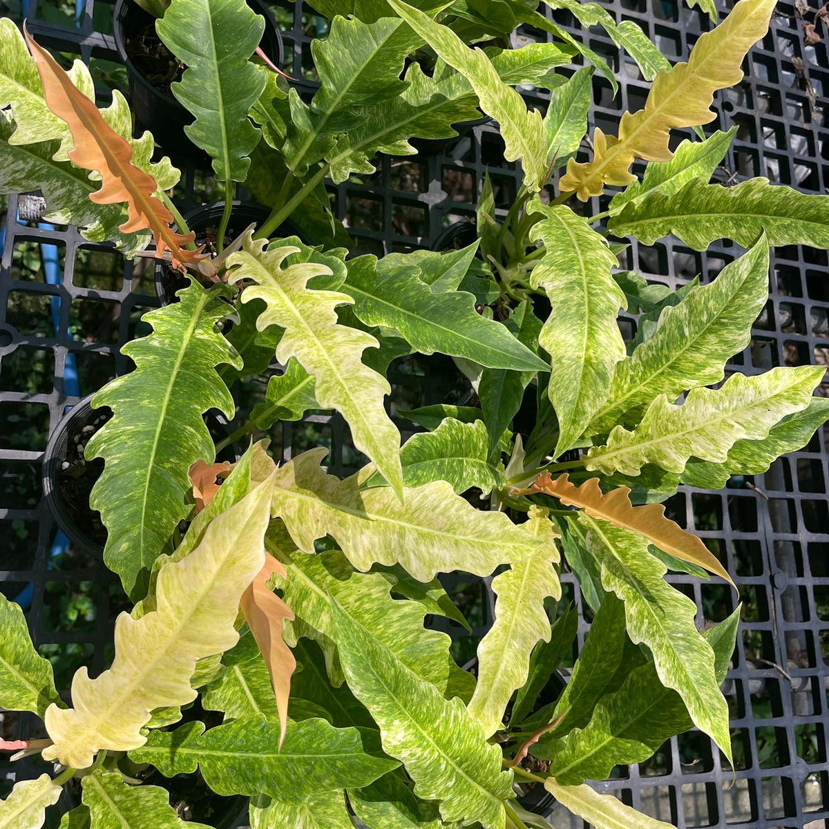 Philodendron Golden Crocodile