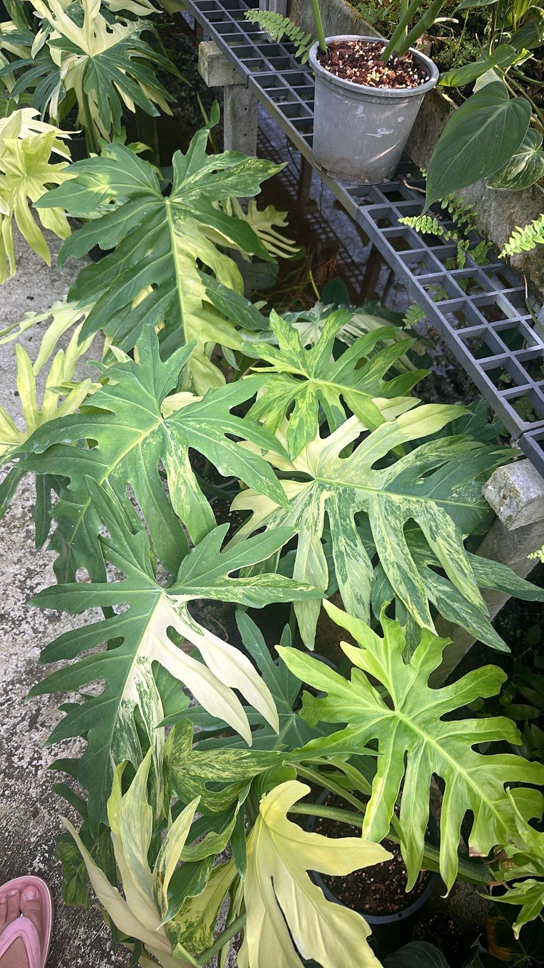 Philodendron Radiatum Variegated. outlets