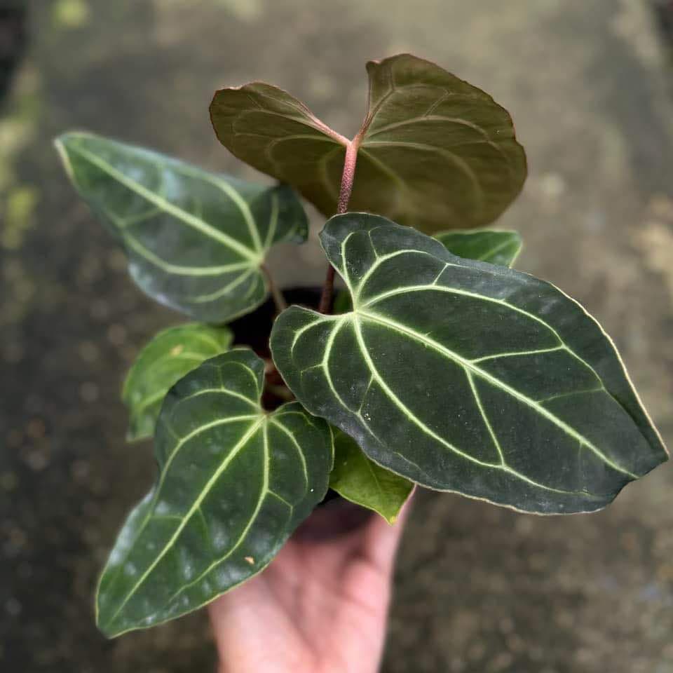 anthurium magnificum x besseae aff Anthurium Besseae AFF X Besseae AFF Seeding – Toltec Plants