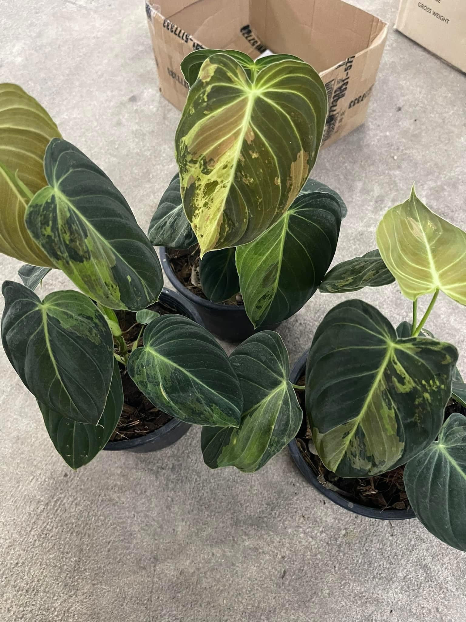philodendron melanochrysum mature Philodendron Melanochrysum variegated – Toltec Plants