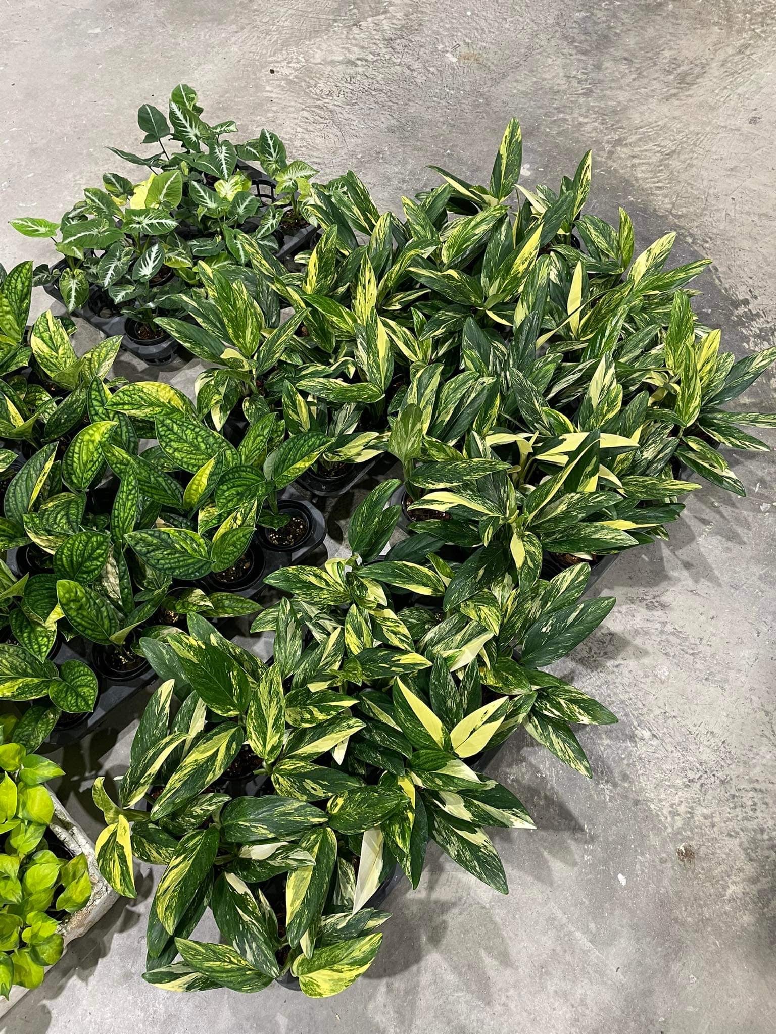 monstera talent nashville tn Monstera Standleyana Aurea Variegated
