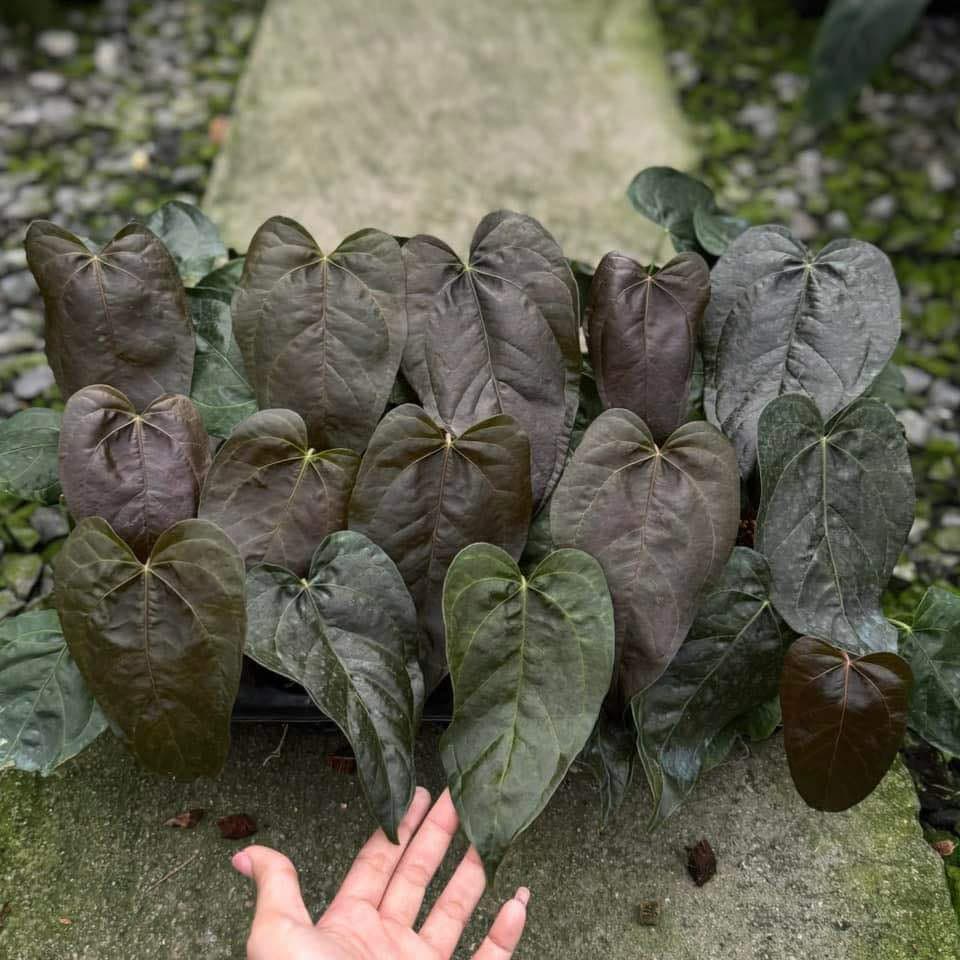 anthurium quilted hearts Anthurium Queen of Heart – Toltec Plants