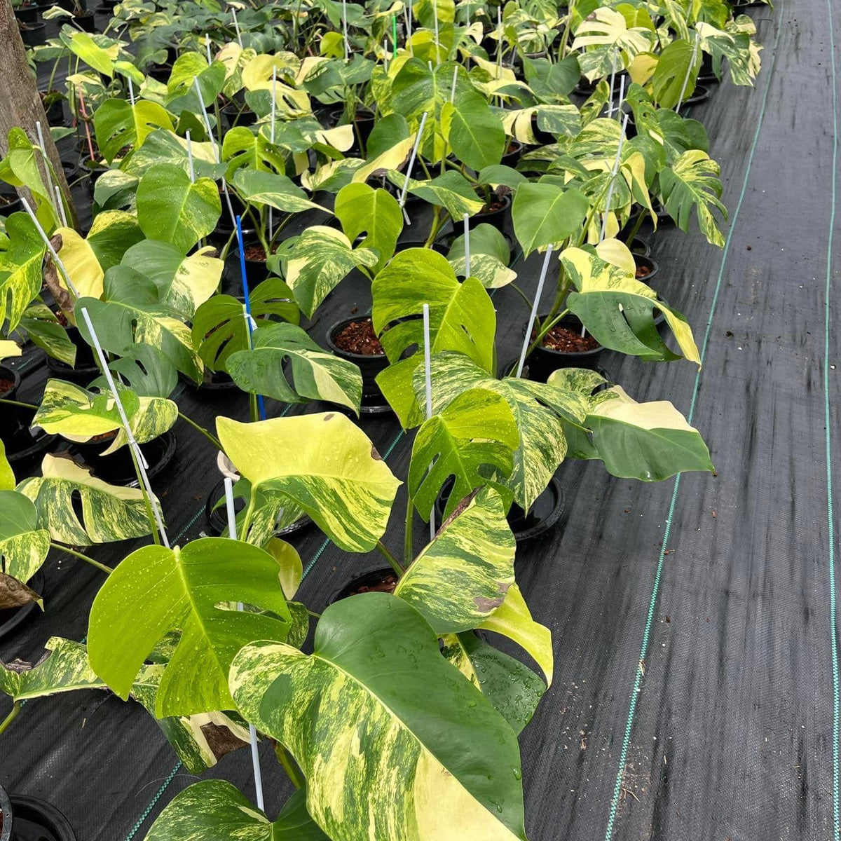 Monstera Aurea 3-4 leafs