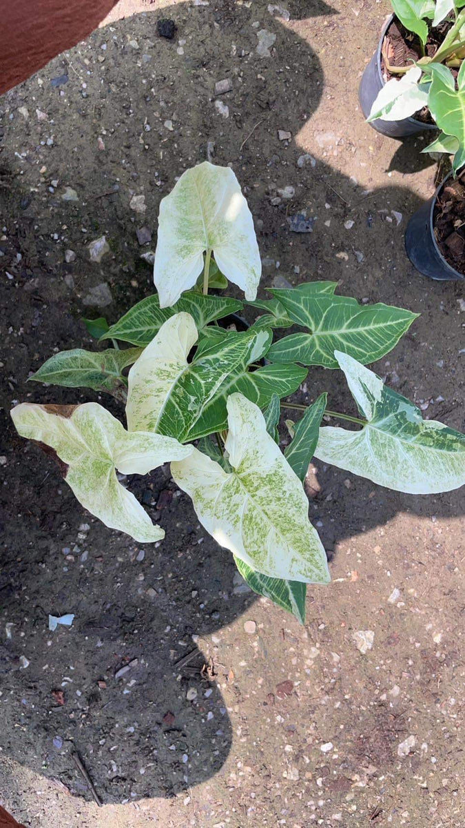 Syngonium Batik