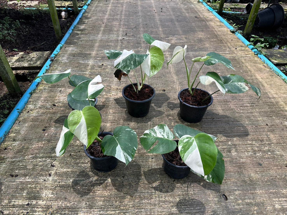 x10 Monstera - Albo - Highly Variegated - Wholesale