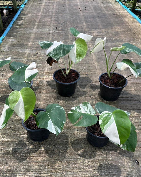 x10 Monstera - Albo - Highly Variegated - Wholesale