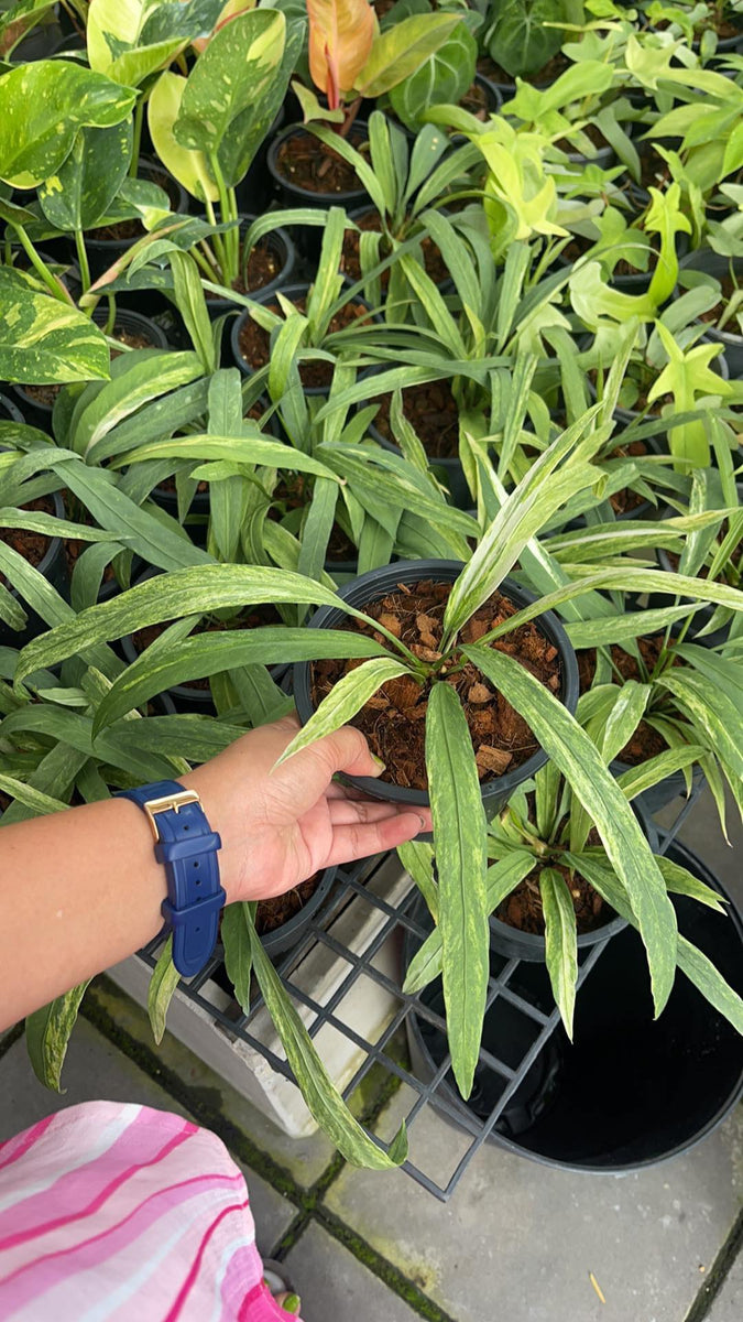 Anthurium Vittarifolium