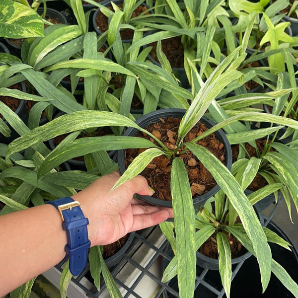 Anthurium Vittarifolium