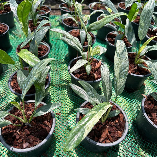 Epipremnum Gigantium Blizzard