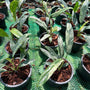 Epipremnum Gigantium Blizzard