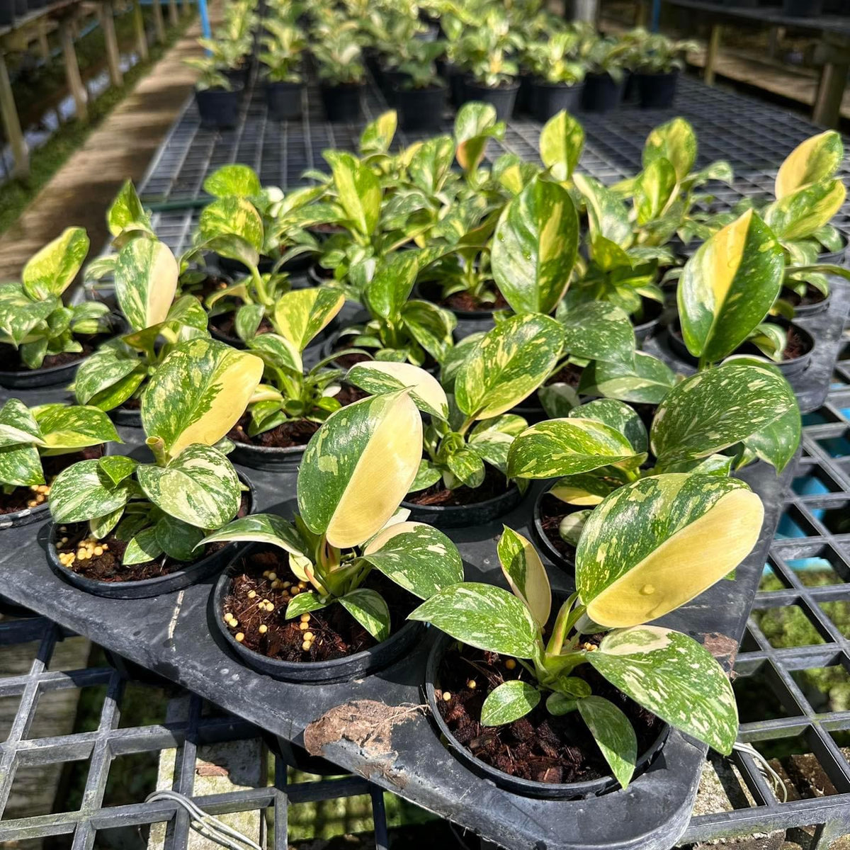 Philodendron Green Congo hybrid variegated Small