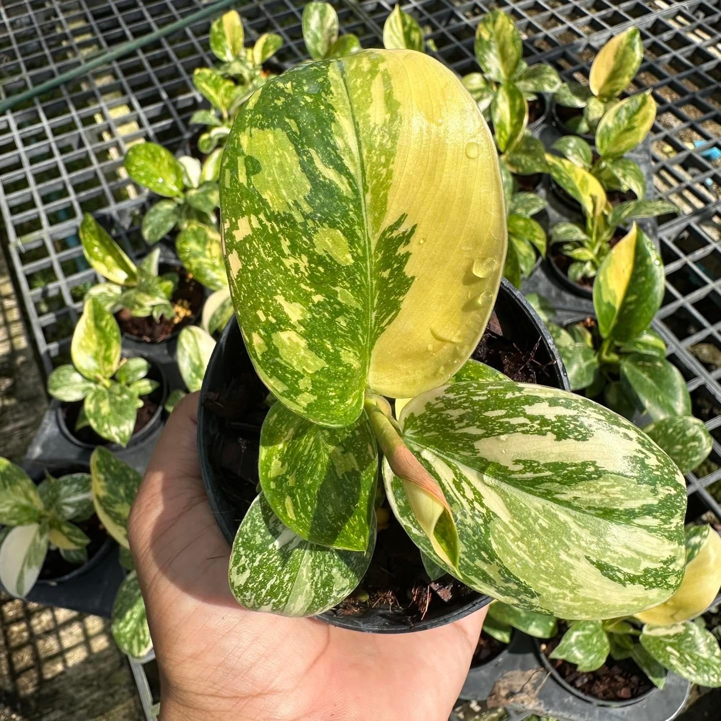 philodendron green saw variegated Philodendron Green Congo hybrid variegated Small – Toltec Plants