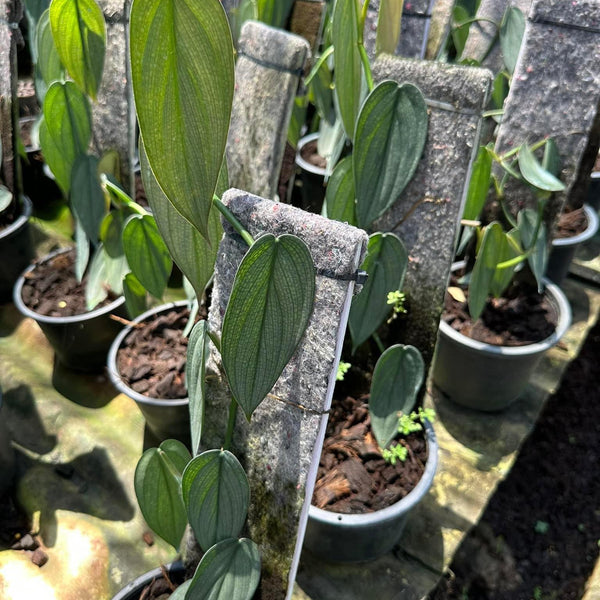 Philodendron Burle Marx Fantasy