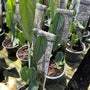 Philodendron Burle Marx Fantasy