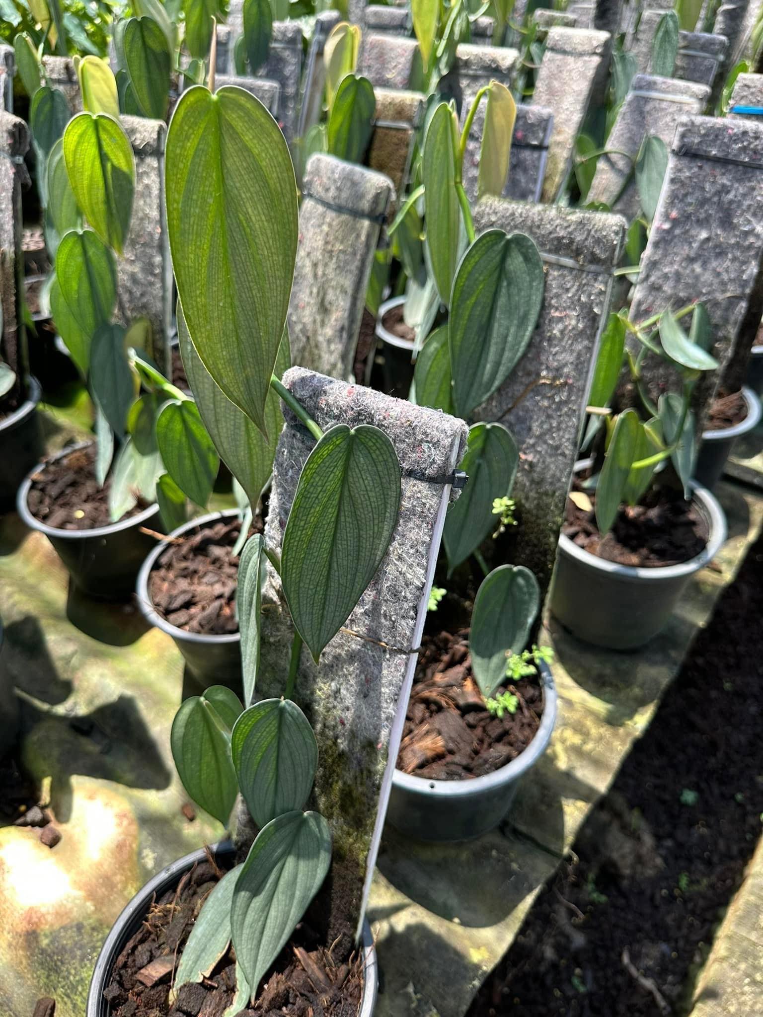 philodendron burle marx fantasy for sale Philodendron Burle Marx Fantasy