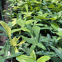 Philodendron Florida Ghost