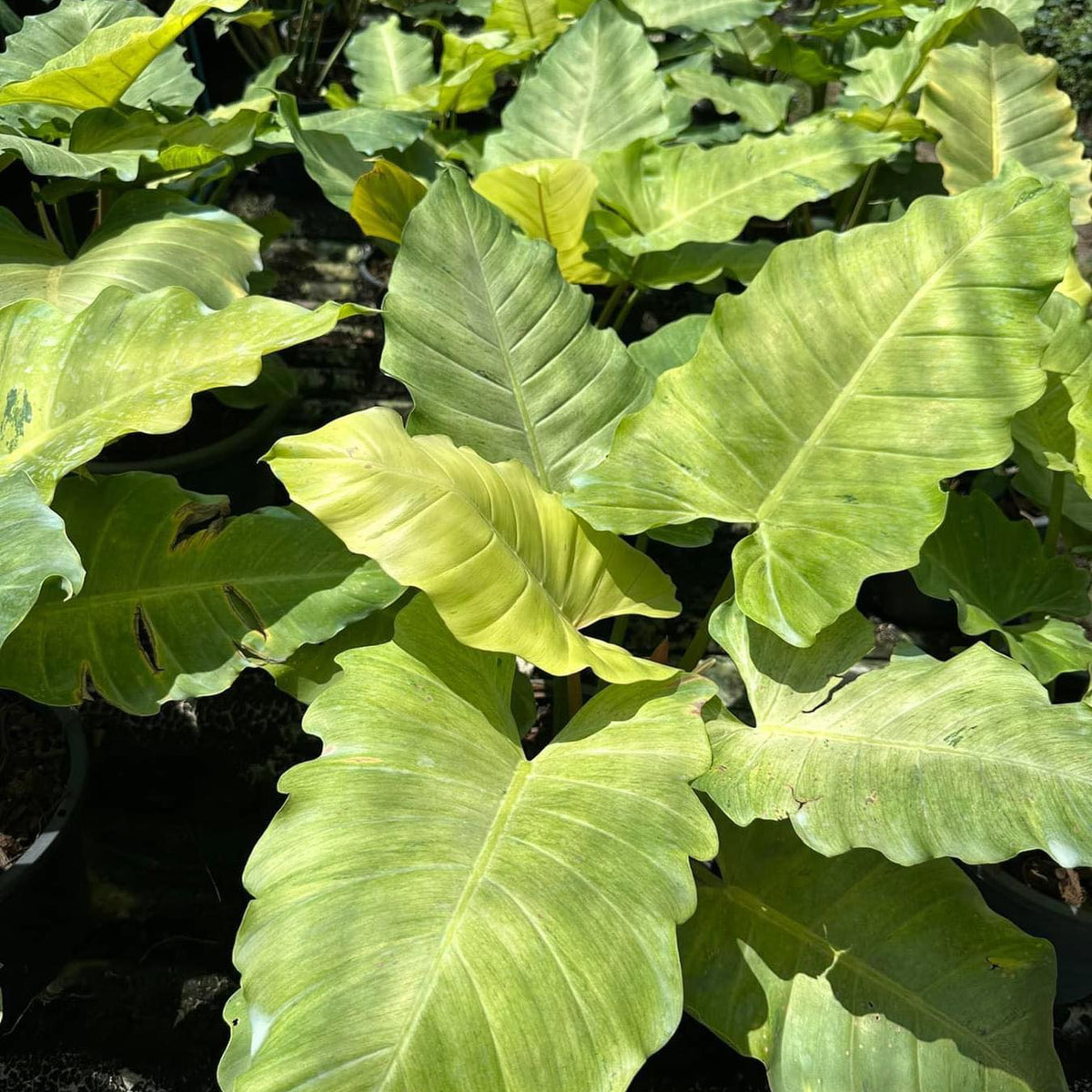 Philodendron Snow Drift