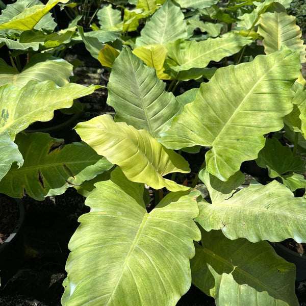 Philodendron Snow Drift
