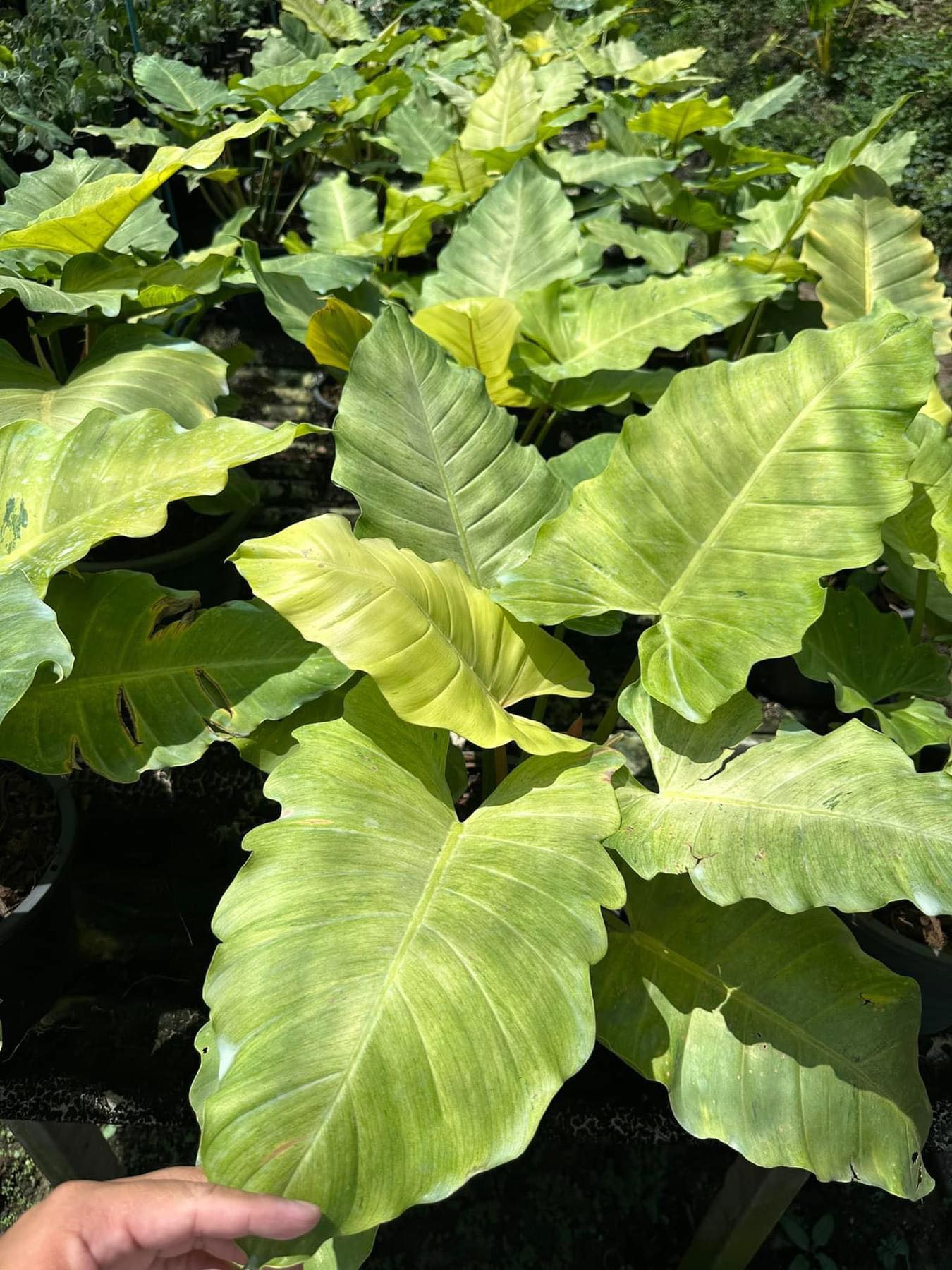 philodendron snowdrift Philodendron Snow Drift